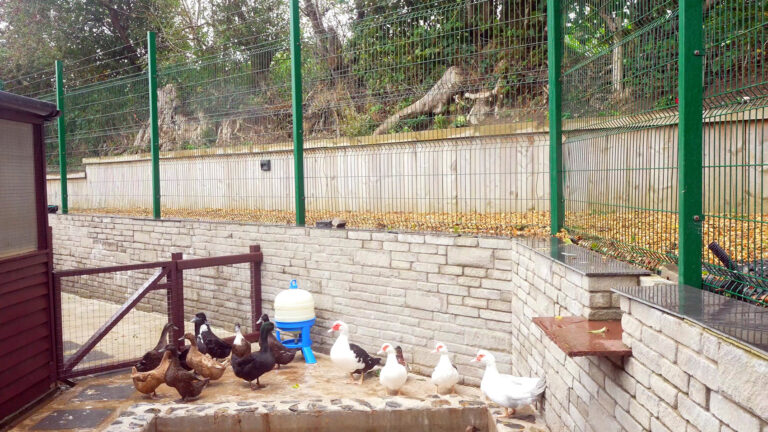 nantsidyll wales farm holiday lodges best animals